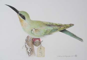 Susanne Busse: Vogel